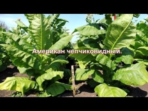 Сорт курительного табака - Американ чепчиковидный, обзор от Василича.