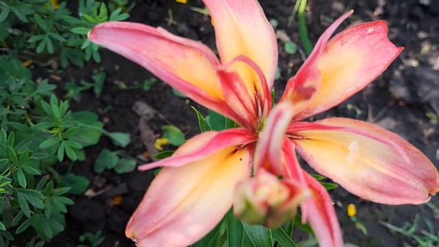 ЛИЛЕЙНОЕ ДЕРЕВО СУЩЕСТВУЕТ. ЗАЦВЕЛИ РАННИЕ СОРТА ЛИЛИЙ. АЗИАТСКИЕ ГИБРИДЫ. смотреть онлайн