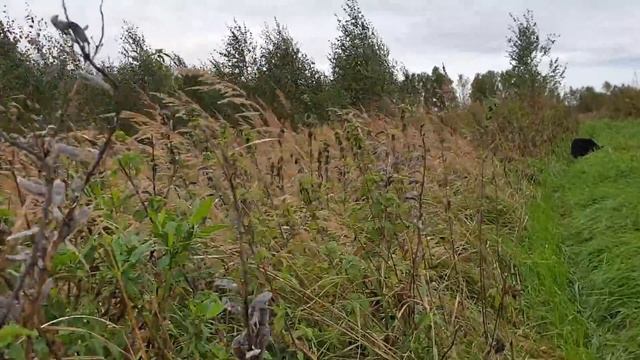 Калина красная... смотреть онлайн