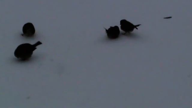 Зима. Воробьи на снегу.  Птицам голодно./ Winter.  Sparrows in the snow.  Birds are hungry.