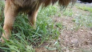 Почему собаки едят траву ? Разгадка этой тайны в конце видео.