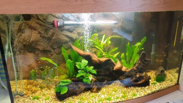 Делаем свет в 100 литровом барбусятнике с Aquael Leddy Tube Retro Fit 16 w смотреть онлайн