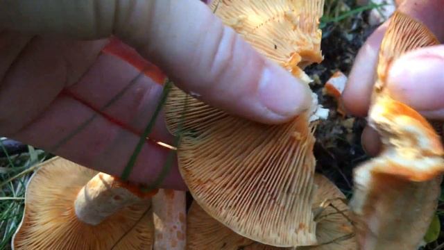 РЫЖИК НАСТОЯЩИЙ Lactarius deliciosus.Октябрь 2018 смотреть онлайн