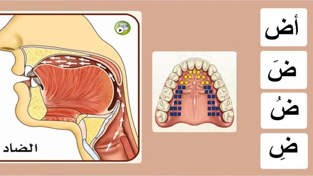 Буква ض. Махрадж. Айман Сувейд. Таджвид. Правильное произношение арабских букв. смотреть онлайн