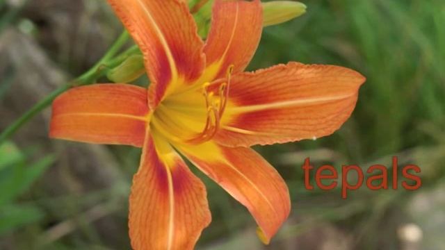 Plant portrait - Daylily (Hemerocallis fulva) смотреть онлайн