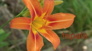 Plant portrait - Daylily (Hemerocallis fulva)