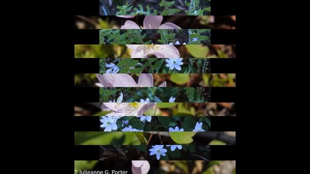 АНЕМОНЕЛЛА  (ANEMONELLA)  сем. Лютиковые
