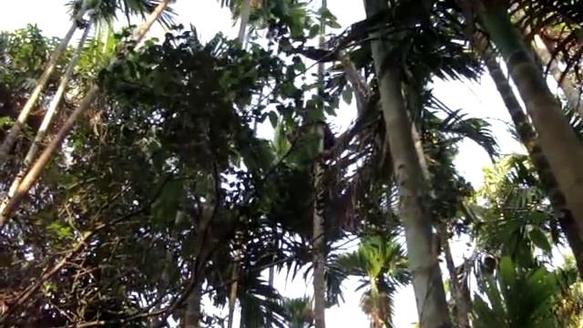 Сборщик кокосов на Гоа смотреть онлайн