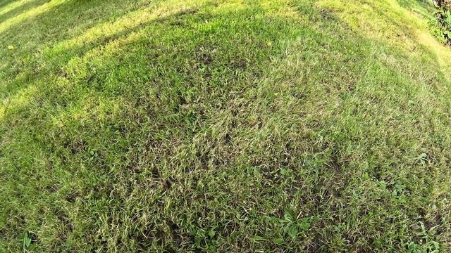 ЧТО из ЭТОГО выросло? Отзыв на смесь семян для газона ГазонCity футбольный ковер смотреть онлайн