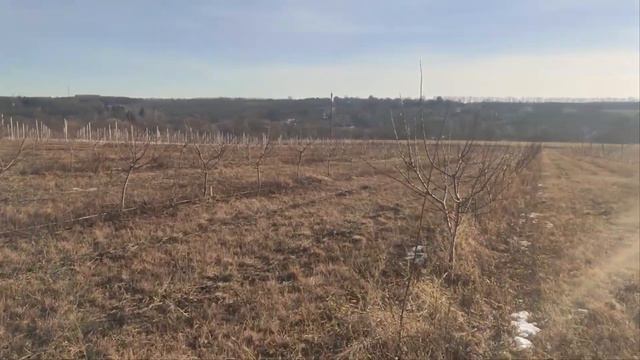 Абрикос Пріція . Захищаємо від пошкоджень морозом. смотреть онлайн