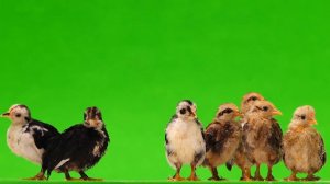 Chicken | Green Screen - 4K FREE DOWNLOAD