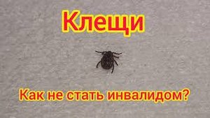 Как защититься от клещей