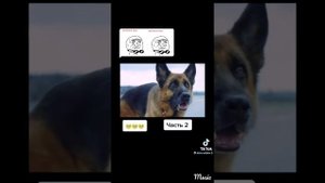 Собака ждала своего хозяина 2 года част 2