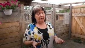 Как помочь бездомным животным?