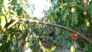 Инжирный персик Сатурн, 31 июля