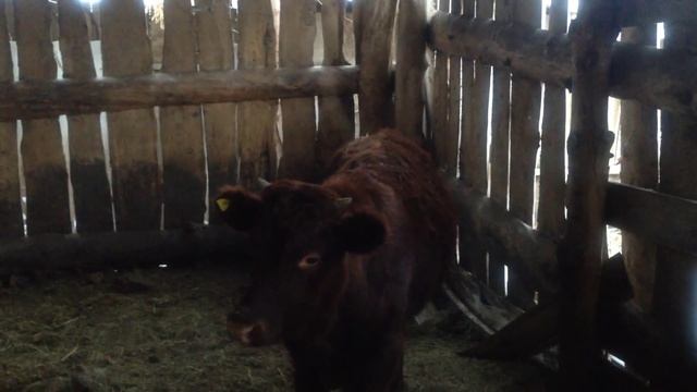 Бычок красно-степной породы выращивание в личном подсобном хозяйстве смотреть онлайн