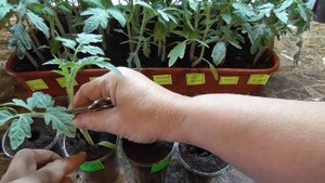 Наконец-то я обрезала свою рассаду томатов! Ольга Чернова.