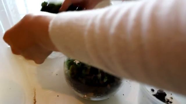 Как сделать "Флорариум" Мини сад смотреть онлайн