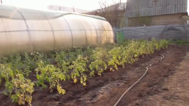 Подробный обзор огорода 14 мая с ответами на вопросы. Ольга Чернова.