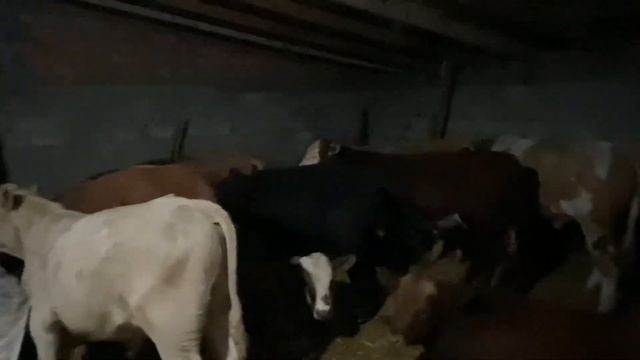 Покупка Быков на откорм каких Быков лучше брать на откорм смотреть онлайн