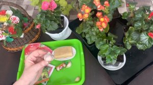 Как бороться с белокрылой на комнатных растениях