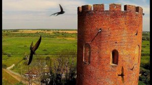 Черный стриж (Apus apus) - Common swift - Kamenets tower