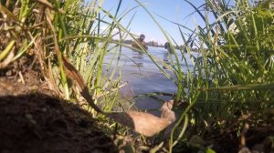 Как отличить окуня самца от самки?Очень просто!