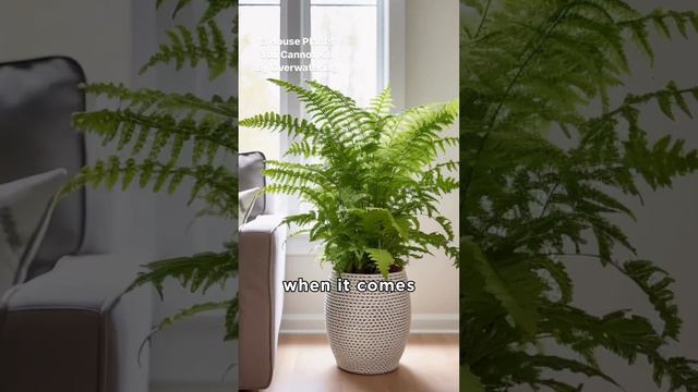 3 House Plants You Cannot Kill By Overwatering 🌿 #gardentips #flowertips смотреть онлайн