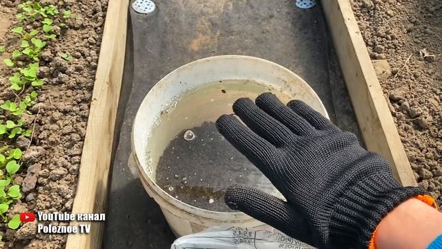 Об этой подкормке чеснока вам не расскажут те, кто умеет его выращивать!
