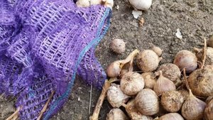 ЛОЖНАЯ ОДНОЗУБКА ЛЮБАШИ РЕЗУЛЬТАТЫ ЕКСПЕРЕМЕНТ ПРОДОЛЖАЕТСЯ ЧАСТЬ 2