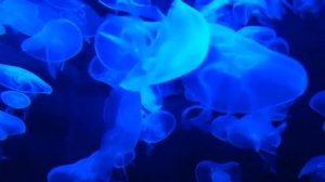1  час подводного мира,Подводный мир,4к,дайвинг,медузы.
