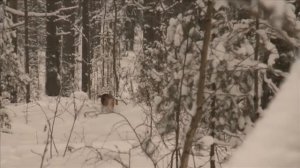 Русская пегая гончая. Планета собак ? Моя Планета