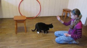 Дрессировка кота