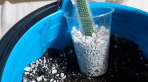 ХВОСТЫ ДАЛИ КОРНИ! Хильдевинтера. 18.11.2022.