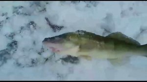 ICE FISHING.  Amazing bait for walleye. Уникальная приманка для ловли трофейного судака