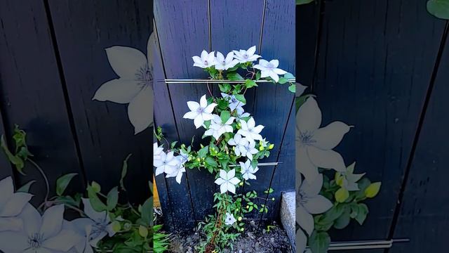 🇨🇦 White Clematis