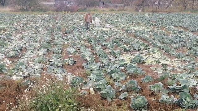 КАПУ ТА И МАДОННА ДЕЛАЕТ БАБКИ ПРЯМО НА ПОЛЕ ✍️😎🤣🤣🤣 смотреть онлайн