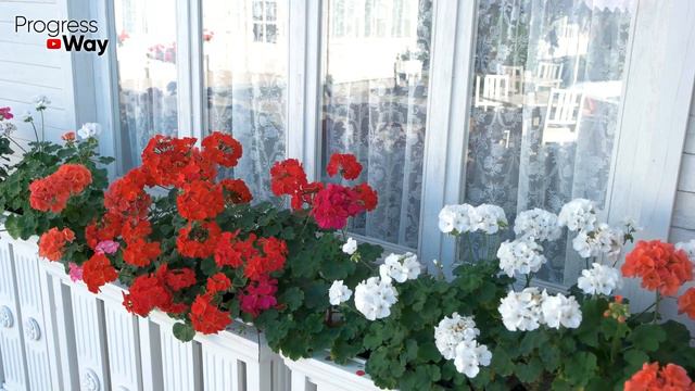 Герань Не Выбрасываем А Делаем Пышный Куст Из Палки Реально Работает! смотреть онлайн