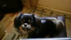 Как гавкает пекинес Кенни