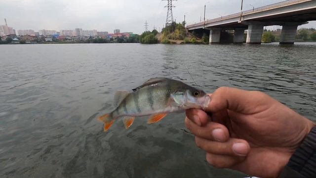 Тест спиннинга Nautilus Fortezza Окунёвое эльдорадо смотреть онлайн