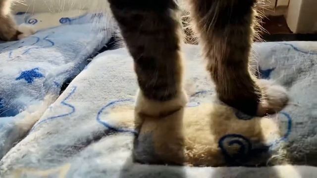 Добрые дела ждут Вас в приюте «ЗОО 37» смотреть онлайн