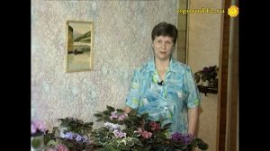 Узумбарские фиалки, или о том, как человек становится коллекционером