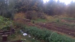 Кошка защищает свою территорию