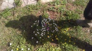 Кандык (Волчий Клык) - Цветы из Саян в Подмосковье