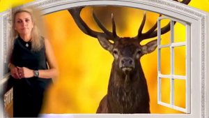 Татьяна Костина - "Лесной олень" (муз. Е.Крылатов, сл. Ю.Энтин)