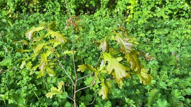 Половодье под Кировом. Старица реки Вятки - озера Келейное, Боровое.