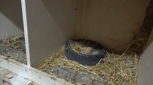 БОЙНАЯ ПОРОДА ГОЛУБЕЙ - slaughterhouse pigeon breed (Ленинаканские Армянские)