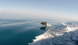 В Сочи участились случат гибели дельфинов