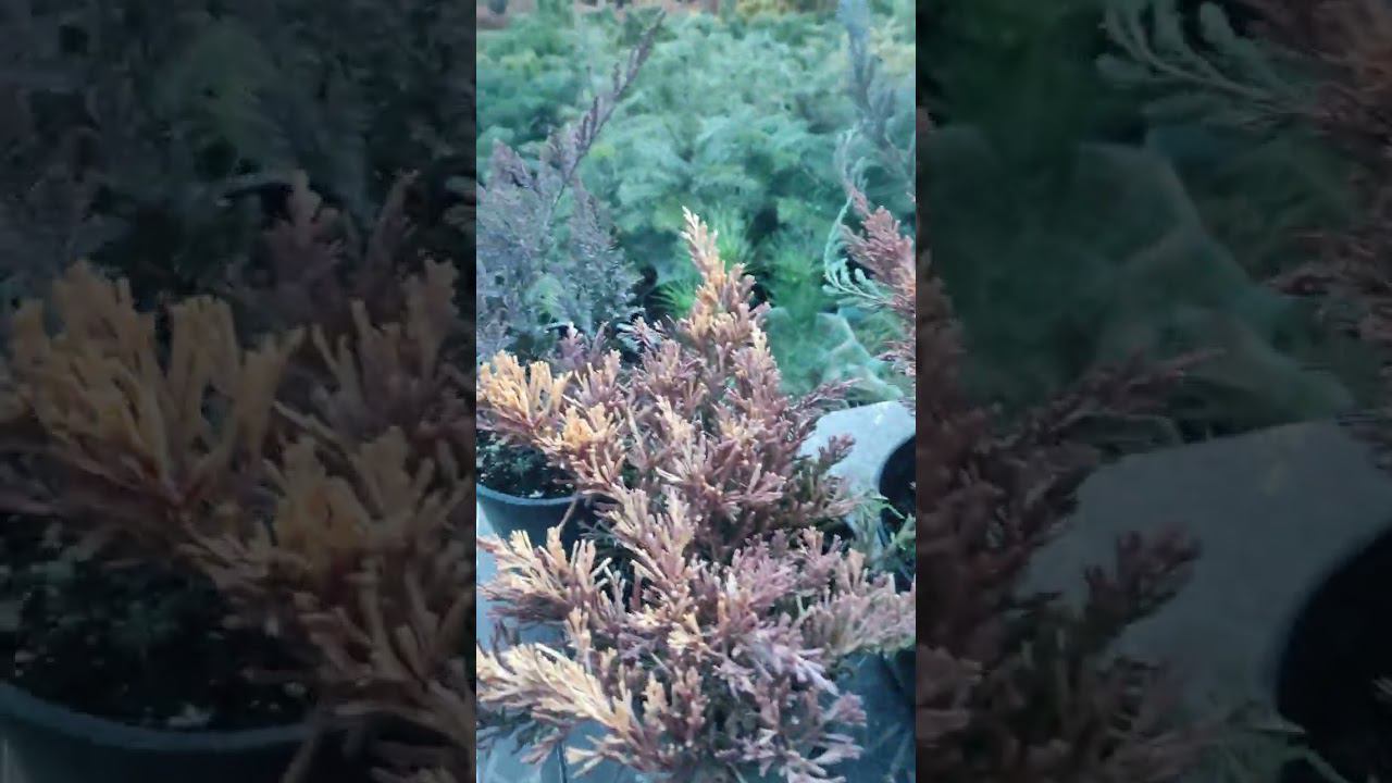 вышло видео о топ 5 можжевельников который удивят вас.