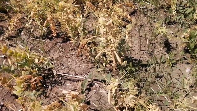 Десикация гороха ТИП. Быть или не быть? смотреть онлайн